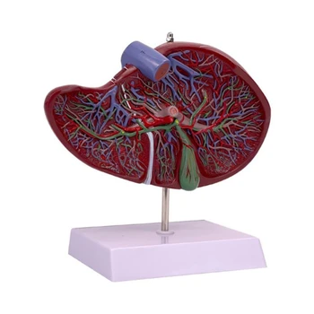 Анатомическая модель печени Показывает детали кровеносно-сосудистой системы печени, анатомическую модель печени в натуральную величину для больницы