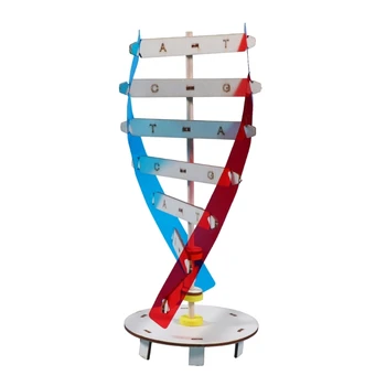 Модели ДНК Двойная Модель Научно-Образовательный Обучающий Инструмент Игрушка Человеческие Гены Обучающий Инструмент для Сборки ДНК